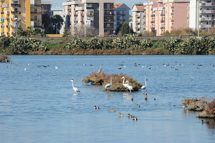 2Saline di Augusta 16.1.2011 (96).JPG